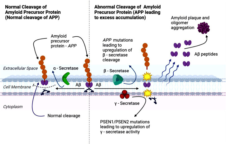 Diagram comparing normal and abnormal cleavage of amyloid precursor protein (APP). On the left, normal cleavage involves α-secretase, producing soluble fragments. On the right, abnormal cleavage due to APP mutations involves β-secretase and γ-secretase, leading to amyloid-beta (Aβ) peptide accumulation and plaque formation. This process is linked to genetic mutations increasing enzyme activity.