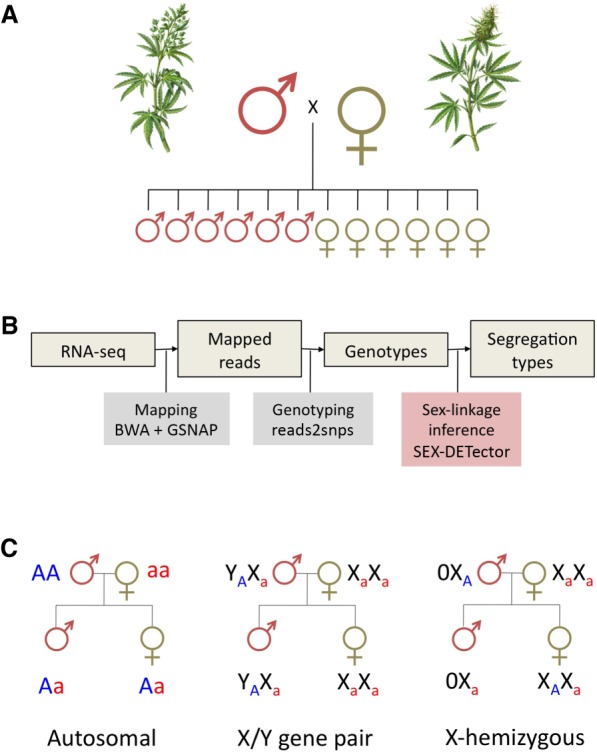 Experimental design and bioinformatic pipeline to identify sex-linked genes. (A,B) The SEX-DETector analysis relies on obtaining genotyping data from a cross (parents + F1 progeny). (C) SEX-DETector infers the segregation type based on how alleles are transmitted from parents to offspring. Three segregation types are included: autosomal (alleles of the parents are transmitted to the progeny the same way in both sexes, in a Mendelian way), XY (one allele of the father—the Y allele—is transmitted exclusively to sons), X-hemizygous (the single allele of the father is transmitted exclusively to daughters; the sons get one allele from the mother only). See Methods for more information. C. sativa male and female plants pencil illustration by annarepp/Shutterstock.com.