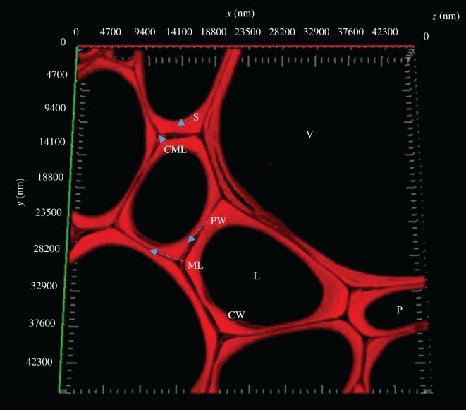 Confocal microscopy showing the cross-section cell wall structure with autofluorescence. V, vessel; S, second wall; P, parenchyma; L, lumen; PW, primary wall; ML, middle lamella; CML, compound middle lamella; CW, cell wall.