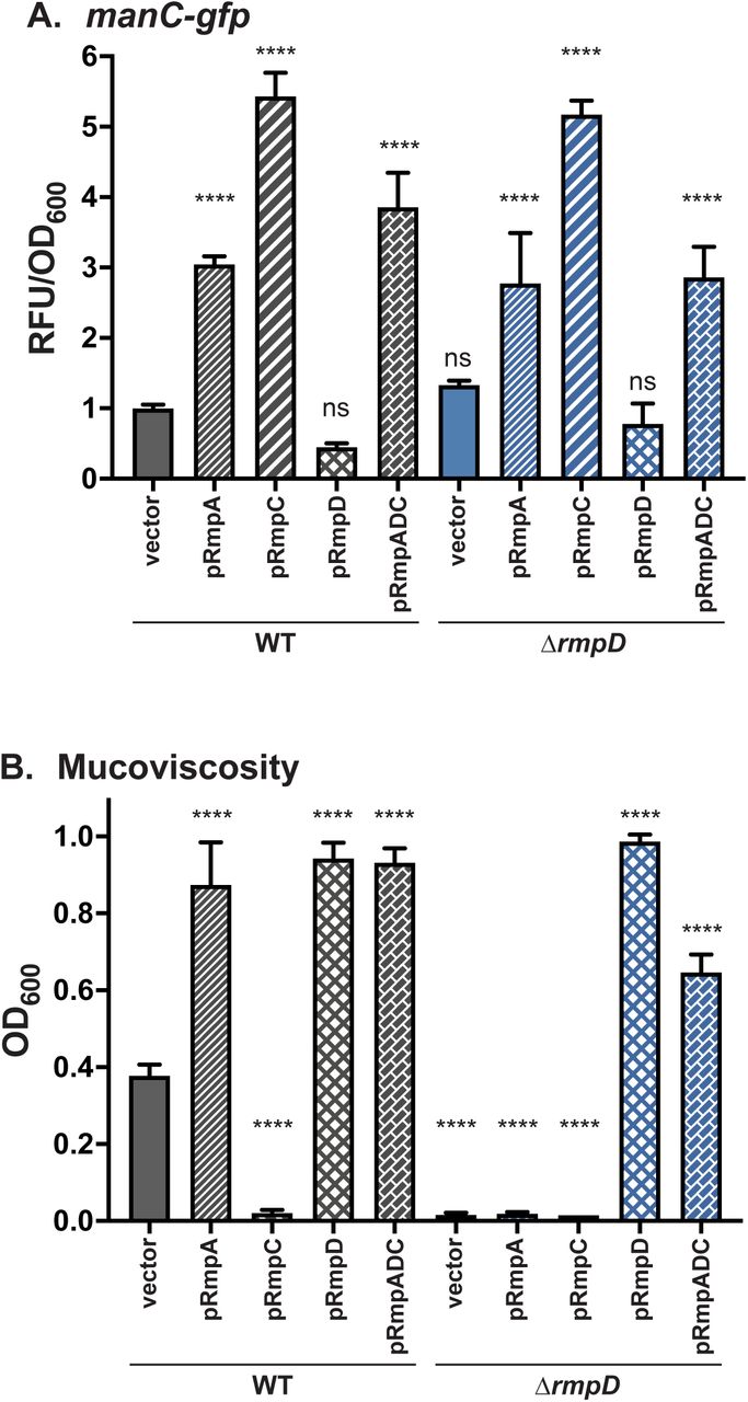 Analysis of ΔrmpD strain indicates RmpD but not RmpA is required for HMV. manC-gfp expression (A) and mucoviscosity (B) were measured in WT and ΔrmpD strains with the indicated plasmids as described in Materials and Methods. Data were obtained after 6 h induction of plasmid-borne rmp genes. One-way ANOVA with Dunnett’s post-test was used to determine significance using WT with vector as the reference. ns, not significant; ****, p > 0.0001.