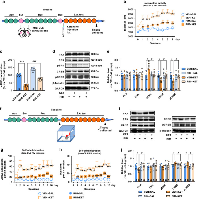 CB1Rs blockage attenuates the psychostimulant and reinforcing effects of ketamine.a Experimental time course for locomotor activity detection in the mice receiving intra-DLS infusion of rimonabant (RIM). b Bilateral intra-DLS infusion of RIM (0.6 μg per side) attenuated ketamine-induced hyperactivity (n = 10 mice/group, two-way repeated measured ANOVA, followed by Dunnett’s multiple comparisons test, Drug, F(3,36) = 10.22, P < 0.0001; time, F(7,252) = 10.12, P < 0.0001; interaction, F(21,252) = 1.953, P = 0.0088). c Intra-DLS infusion of RIM significantly elevated ketamine-reduced cAMP in hyperlocomotion model. (One-way ANOVA, followed by Dunnett’s multiple comparisons test, F(3,20) = 283.6, P < 0.0001). d Representative immunoblotting of downstream signaling molecules after CB1Rs blockage in ketamine-induced hyperlocomotion. e Statistical analysis of immunoblotting showed that in hyperlocomotion model, ketamine increased pERK expression, but decreased CREB and pCREB expression; these effects were reversed by rimonabant (one-way ANOVA, followed by Dunnett’s multiple comparisons test, pERK, F(3,20) = 3.639, P = 0.0304; CREB, F(3,20) = 3.802, P = 0.0263; pCREB, F(3,20) = 3.933, P = 0.0234). The optical densities of the detected proteins are normalized to the mean of GAPDH and α-tubulin. f Experimental time course for self-administration in mice receiving intra-DLS RIM infusion. g Bilateral intra-DLS infusion of RIM (1 μM, 1 μL per side) effectively reduced ketamine-enhanced active nose pokes (n = 7 mice/group, two-way repeated measured ANOVA, followed by Dunnett’s multiple comparisons test, treatment, F(3,24) = 7.477, P = 0.0011; time, F(9,216) = 3.383, P = 0.0007; interaction, F(27,216) = 1.901, P = 0.0065). h Bilateral intra-DLS infusion of RIM effectively decreased drug injections (n = 7 mice/group, two-way repeated measured ANOVA, followed by Dunnett’s multiple comparisons test, treatment, F(3,24) = 10.86, P = 0.0001; time, F(9,216) = 5.055, P < 0.0001; interaction, F(27,216) = 2.172, P = 0.0012). i Representative immunoblotting of downstream signaling molecules after CB1Rs blockage in ketamine self-administration test. j Statistical analysis for immunoblotting showed that ketamine decreased PKA expression, but increased CREB and pCREB expression; rimonabant counteracted these effects (one-way ANOVA, followed by Dunnett’s multiple comparisons test: PKA, F(3,20) = 3.37, P = 0.0389; CREB, F(3,20) = 3.546, P = 0.0331; pCREB, F(3,20) = 3.656, P = 0.03). Data are shown as mean ± SEM. Compared to VEH + SAL group, *P < 0.05, **P < 0.01, ***P < 0.001; Compared to VEH + KET group, #P < 0.05, ##P < 0.01. SAL saline, KET ketamine, VEH vehicle, RIM rimonabant, Acc acclimation, Sur surgery, Rec recovery, Bas baseline test, L.A. test locomotor activity test, S.A. test self-administration test. One small circle represents for a day. One big circle represents for a week. Source data provided as a Source Data file.