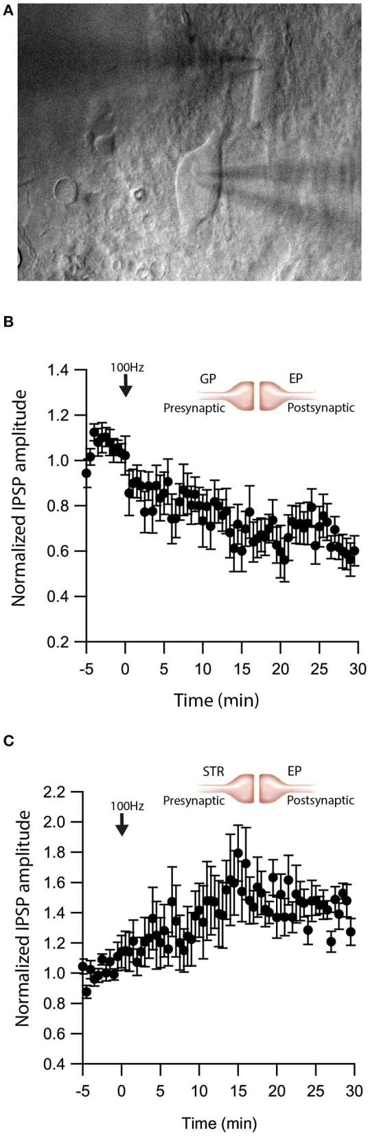 eCBs induce synaptic plasticity in neighboring neurons. (A) An image of a paired recording from two neurons in the EP. (B) Post-HFS at 100 Hz for 10 s to one neuron induced LTD at GP-EP synapses of the non-stimulated neuron (n = 13). Normalized IPSP amplitudes (normalization to the mean amplitude of IPSP recorded during the baseline recordings) are plotted against time. Arrow indicates the time of induction of the depolarization protocol, and error bars represent the SEM. (C) Post-HFS at 100 Hz for 10 s to one neuron induced LTP at Str-EP synapses of the non-stimulated neuron (n = 5).