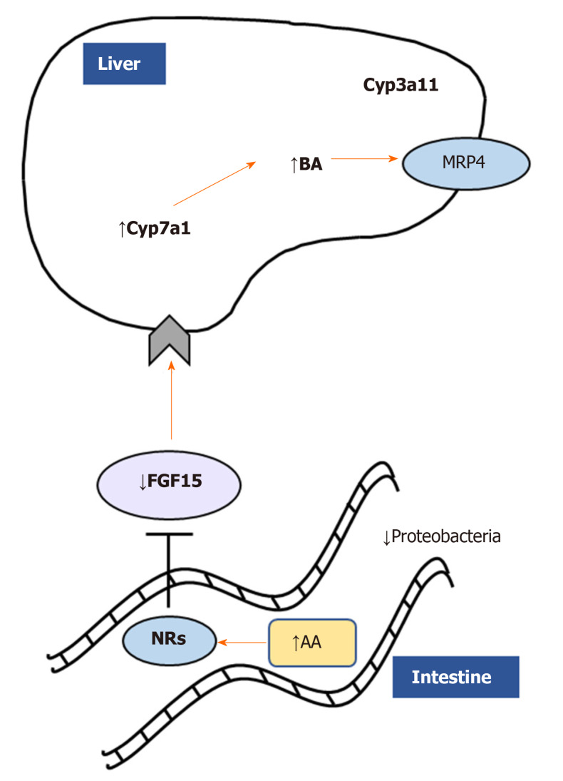 Monoacylglycerol lipase deletion impacts gut-liver axis via nuclear receptor and microbiome modulation. Monoacylglycerol lipase ablation ameliorates cholestatic liver disease induced by 3,5-diethoxycarbonyl-1,4-dihydrocollidine challenge diminishing fibrosis, inflammation, and fatty acid metabolism/oxidation in the liver. Accumulation of arachidonic acid binds nuclear receptors such as farnesoid X receptor, downregulating in turn fibroblast growth factor 15 and inducing bile acids synthesis and detoxification as shown by Cyp7a1/Cyp3a11. In addition, proinflammatory Proteobacteria were diminished in feces from Mgl-/- mice. AA: Arachidonic acid; NRs: Nuclear receptors; FGF15: Fibroblast growth factor 15; BA: Bile acids.