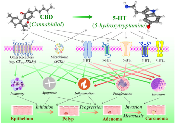 The impact of cannabidiol on serotonin pathway and the development of colorectal cancer. In addition to other molecular actions that cannabidiol may impose on the development of colorectal cancer, such as the endocannabinoid system, immune system, and microbiome, serotonin signaling represents one of the crucial pathways by which cannabidiol may have critical impact on the hallmarks of cancer. The impacts are complex and not yet to be fully delineated. It appears that cannabidiol may prevent tumor initiation in the early stages but promote progression and invasion/metastasis in the later stages of colorectal tumorigenesis.