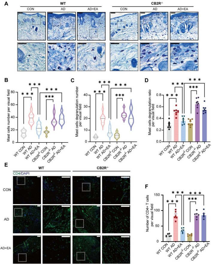 EA influences mast cell and CD4+ T cell proliferation in AD through CB2R. A Representative toluidine blue–stained images of skin lesions. Scale bars (overview) = 100 μm and scale bars (magnified) = 50 μm. B-D Statistical results of the total number (B), the number of degranulation (C) and the degranulation rate of mast cells (D) (n = 8). E Immunofluorescence images of skin lesions show the CD4+ T cells (green). Nuclei of the cells were stained using DAPI (blue). Scale bars (overview) = 100 μm and scale bars (magnified) = 50 μm F Summarized data present the count of CD4+ T cells within skin sections (n = 6). All data are shown as mean ± S.E.M. Analysis was performed using two-way ANOVA complemented by Sidak's test for multiple comparisons, *p < 0.05, **p < 0.01, ***p < 0.001