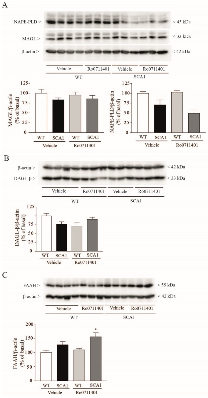 Changes in hippocampal protein levels of NAPE-PLD and FAAH in SCA1 mice treated with Ro0711401. Reduced hippocampal levels of the AEA synthesizing enzyme, NAPE-PLD, in SCA1 mice treated with Ro0711401 are shown in (A), while increased levels of the AEA-degrading enzyme, FAAH, are shown in (C), as compared to wild-type mice treated with vehicle or Ro0711401. Hippocampal levels of MAGL and DAGL-β did not differ between the two genotypes and were not affected by Ro0711401 treatment (A, B). * p < 0.05 vs. the respective values obtained in wild-type mice. Statistical analysis was performed by two-way ANOVA + Bonferroni test values are means ± SEM of 4–5 mice. In (A): genotype, F1,15 = 24.01, p = 0.0002; treatment, F1,15 = 1.216, p = 0.2876; interaction, F1,15 = 2.038, p = 0.1739. In (C): genotype, F1,15 = 12.2, p = 0.0033; treatment, F1,15 = 3.12, p = 0.0977; interaction, F1,15 = 0.8092, p = 0.3826.