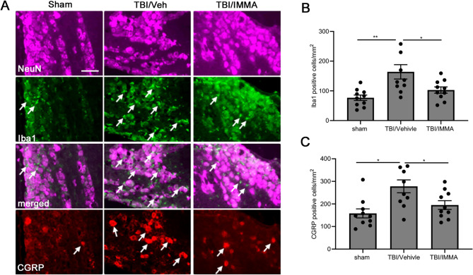 IMMA treatment attenuated the increased expression of Iba1 and CGRP in the TBI mouse TG. On day 7 post-TBI, the CGRP production and microglia infiltration (indicated by arrows) were examined with anti-CGRP and anti-Iba1 antibodies in the TG tissues. Compared to the sham group and IMMA treated TBI group, the number of CGRP and Iba1 positive cells in the TG of TBI/vehicle group was found obviously increased (A). IMMA treatment significantly reduced Iba1 positive cells compared to that in the TBI/vehicle group (B). The CGRP immunopositive cells in the TBI/vehicle group were also significantly attenuated with the IMMA treatment (C). *p < 0.05, and **p < 0.01 (mean ± SEM. n = 10/group). Scale bar = 50 μm