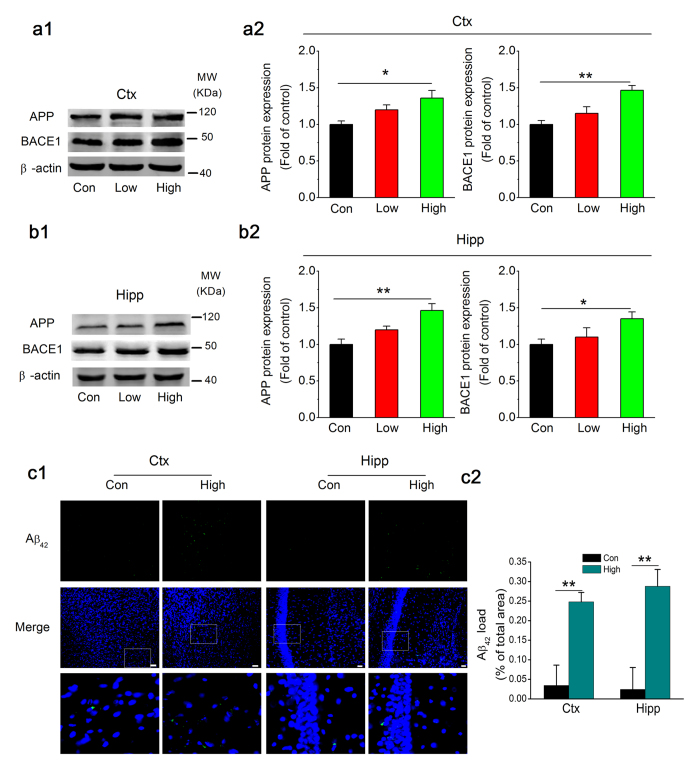 NO2 inhalation potentiates amyloid production in C57BL/6J mice.(a) Immunoblot analysis of APP and BACE1 expression in the cortex of C57BL/6J mice before and after NO2 inhalation exposure. (b) Immunoblot analysis of APP and BACE1 in the hippocampus of C57BL/6J mice before and after NO2 inhalation exposure. C57BL/6J mice were exposed to 2.5 and 5 mg/m3 NO2 for 5 h/day for 4 weeks, and immunoblot analysis of APP and BACE1 were determined. Data were presented as means ± SE (n = 6 to 8 mice/group), *P < 0.05 and **P < 0.01 vs control. Blots were cropped in this figure, but the gels were run under the same experimental conditions, and full-length blots are presented in Supplementary Figure S1. (c) Aβ42 deposition (Aβ42: green, DAPI: blue) in the cortex and hippocampus of C57BL/6J mice exposed to air and 5 mg/m3 NO2 (n = 2, data were averaged from 5 to 6 sections per mice). Scale bars = 25 μm. Con = control; Low = 2.5 mg/m3 NO2; High = 5 mg/m3 NO2.