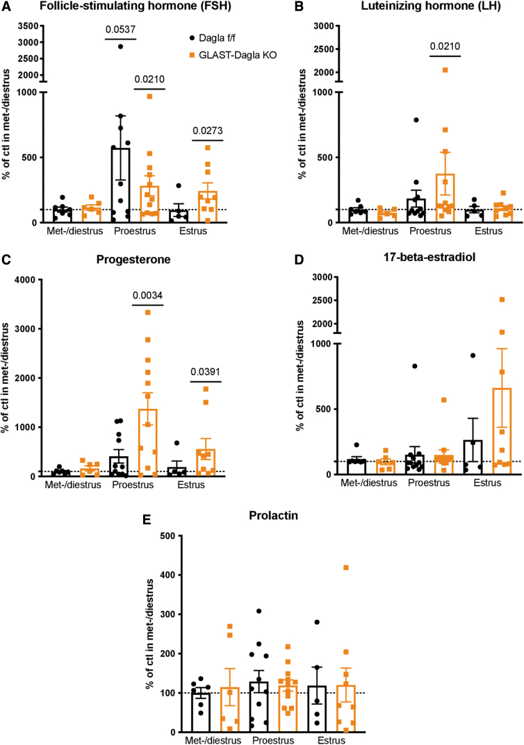 Female sex hormone profile in GLAST-Dagla KO females is altered compared with controls. The measurements were pooled from two different cohorts to obtain enough animals per estrous cycle stage and normalized to the control values (Dagla fl/fl) in met-/diestrus stage of the respective cohort (100%). (A) FSH was elevated in proestrus stage compared with the baseline in both GLAST-Dagla KO and control mice but in GLAST-Dagla KO mice it was also significantly increased in the estrus stage. (B) Luteinizing hormone was elevated in the proestrus stage only in GLAST-Dagla KO and not control mice. (C) Progesterone was also increased in both proestrus and estrus stages only in GLAST-Dagla KO mice. (D) 17-beta-estradiol was not significantly changed across the cycle but was tendentially elevated in GLAST-Dagla KO females in estrus stage (p=0.09). (E) Prolactin was not different from the baseline values in any of the estrous cycle stages. One-sample t-test, values represent mean±SEM. FSH, follicle-stimulating hormone.