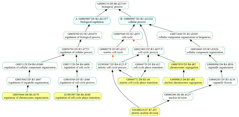 Hierarchy of the selected biological processes (highlighted in yellow) that were enriched in our comparative expression analysis of 20 µM CBN-treated samples vs. control ones. “is_a” relationship is specified by solid black arrows while “part_of” relationship is indicated by red dash arrows.