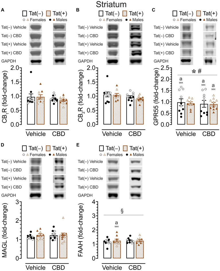 CB1R, CB2R, GPR55, MAGL and FAAH expression levels in the striatum. CB1R, CB2R, GPR55, MAGL, and FAAH expression levels were assessed in the striatum of vehicle and acute CBD-exposed Tat transgenic mice via Western blot. Data were normalized to the housekeeping protein GAPDH and fold-change was calculated using a control sample represented on all blots. (A) Representative immunoblots for CB1R and GAPDH (top). CB1R protein expression was not significantly altered in any group (bar graph, bottom). (B) Representative immunoblots for CB2R and GAPDH (top). CB2R expression was not significantly altered in any group (bar graph, bottom). (C) Representative immunoblots for GPR55 and GAPDH (top). GPR55 protein expression was significantly altered by sex and sex x genotype, but significant differences between groups were only noted for sex, with upregulated GPR55 expression levels in female mice compared to males for vehicle-exposed Tat(−) mice, CBD-exposed Tat(−) mice, and CBD-exposed Tat(+) mice (bar graph, bottom). (D) Representative immunoblots for MAGL and GAPDH (top). MAGL expression was not significantly altered in any group (bar graph, bottom). (E) Representative immunoblots for FAAH and GAPDH (top). FAAH expression demonstrated a significant drug x sex x genotype interaction, with group differences only been noted for vehicle-exposed Tat(+) mice, with females demonstrating less FAAH expression compared to male mice (bar graph, bottom). All data are expressed as mean ± the standard error of the mean (SEM). Statistical significance was assessed by ANOVAs followed by Tukey’s post hoc comparisons when appropriate; *p < 0.001 main effect of sex; #p = 0.001 sex × genotype interaction; §p = 0.005 drug × sex × genotype interaction; ap < 0.05 females vs. males within the group specified by the vertical bar. CBD dose = 30 mg/kg. n = 9–10 mice per group; open circles and open triangles are female data points, closed circles and closed triangles are male data points.