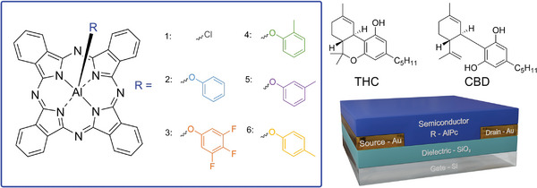 Schematic diagram of the axial phenoxy‐AlPcs used as semiconductors in a bottom‐gate bottom‐contact (BGBC) OTFT cannabinoid sensor, including the structure of THC and CBD. 1: Chloro aluminum phthalocyanine (Cl‐AlPc); 2: phenoxy aluminum phthalocyanine (PhO‐AlPc); 3: 3,4,5‐trifluorophenoxy aluminum phthalocyanine (345F‐AlPc); 4: 2‐methylphenoxy aluminum phthalocyanine (oCr‐AlPc); 5: 3‐methylphenoxy aluminum phthalocyanine (mCr‐AlPc); 6: 4‐methylphenoxy aluminum phthalocyanine (pCr‐AlPc).