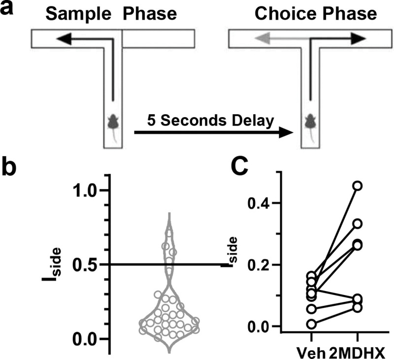 Comparison of treatment effects on DAR task performance.a: Schematic of DAR task in the T-maze. Note that the sample run cordons off one of the choice arms, while the choice run has both arms accessible. Black arrow indicates correct choice; gray arrow represents incorrect choice. b: Behavioral index used to quantify cognitive flexibility (Iside). Note that the majority of rats showed no side bias (Iside<0.5) at the baseline when vehicles were administered. c: Changes of Iside under 2MDHX treatment compared to its vehicle. Each line connects the data from the same individual rat. Data from the only one rat having rigid side bias (Iside≥0.5) was not included.