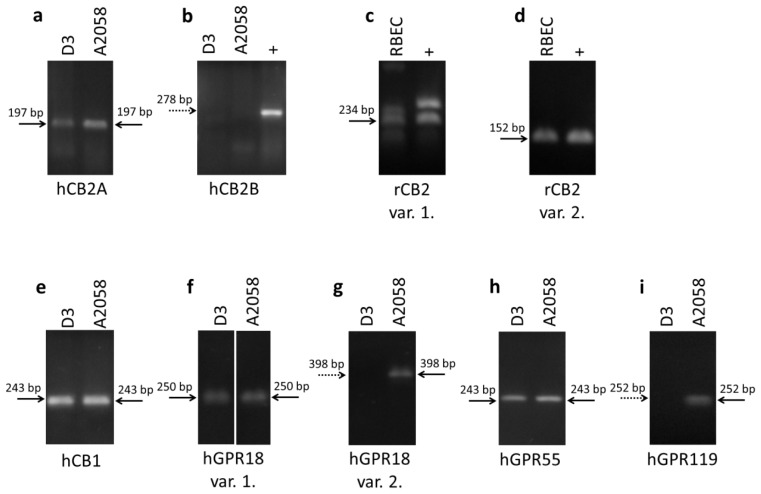 Expression of cannabinoid and cannabinoid-like receptors in brain endothelial and melanoma cells. RT-PCR was performed to determine the expression of CB2A and CB2B (positive control: HL-60) transcriptional variants of human CB2 receptor in hCMEC/D3 brain endothelial and A2058 melanoma cells (a,b); the expression of transcriptional variant 1 and 2 of rat CB2 receptor (c,d) in rat brain endothelial cells (RBECs) (positive control: rat spleen), the expression of CB1 receptor (e); transcriptional variant 1 and 2 of GPR18 (f,g); GPR119 (h) and GPR55 (i) in hCMEC/D3 human brain endothelial cells and A2058 melanoma cells. Dotted arrows indicate the absence of specific bands.