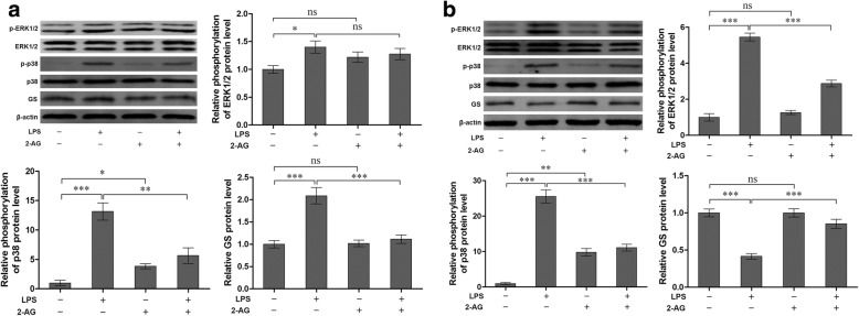Effects of 2-AG on phosphorylation of p38 (a), ERK1/2 (b), and GS expression (a, b) induced by LPS. Astrocytes were pretreated with 0.01 μM 2-AG for 2 h and exposed to 1 μg/ml LPS for 2 h (a) or 12 h (b). The protein level of GS, p-p38 and p-ERK1/2 were measured, respectively (a, b). Error bars were ± SD. n = 3. *p < 0.05, **p < 0.01, and ***p < 0.001