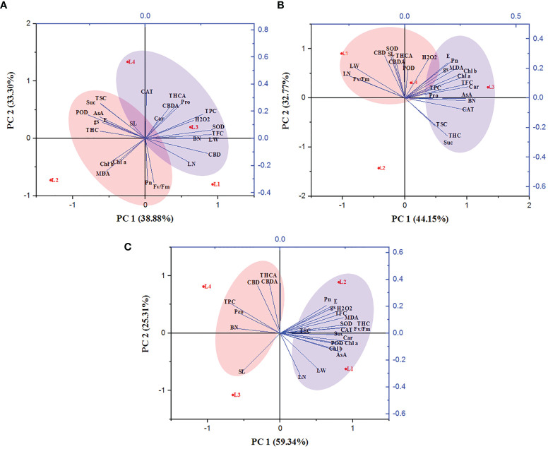 Principal component analysis of hemp seedlings under four LED light sources at 30 (A), 60 (B) and 90 (C) DAT. The lines starting from the central point of the biplots display negative or positive associations of different variables, and their proximity specifies the degree of correlation with a specific treatment. L1, MW 240 (Red 35% + Blue 25% + Green 40%); L2, FS 240-UV (Red 40% + UVA and Blue 26% + Green 29% + Far red 5%); L3, MB 240 (Red 85% + Blue 15%); L4, PF 240 (Red 70% + Blue 30%). SL, shoot length; BN, branch number; LN, leaf length; LW, leaf width; Chl a, chlorophyll a; Chl b, chlorophyll b; Car, carotenoid; Pn, photosynthetic rate; E, transpiration rate; gs, stomatal conductance; Fv/Fm, maximum photosynthetic efficiency of PS II; H2O2, hydrogen peroxide; MDA, malondialdehyde; Pro, proline; AsA, ascorbic acid; TSC, total soluble carbohydrate; Suc, sucrose; TPC, total polyphenol content; TFC, total flavonoid content; SOD, superoxide dismutase; CAT, catalase; POD, guaiacol peroxidase; THC, tetrahydrocannabinol; THCA, tetrahydrocannabinolic acid; CBD, cannabidiol; CBDA, cannabidiolic acid.