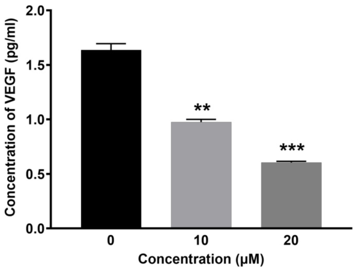 BCP inhibited VEGF secretion in vitro. Graphical representation of the levels of VEGF (pg/mL) after treatment of (0.5% DMSO), 10 and 20 µM BCP with HUVECs for 6 h. Data was represented as mean ± SD (n = 3), ** p < 0.01 and *** p < 0.001 compared to DMSO-treated control group.