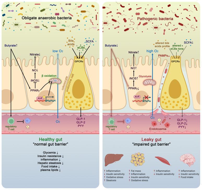 Molecular mechanisms linking gut microbiota and host health in both healthy and pathological situation. In healthy situation, colonocytes use butyrate as energy substrate via the beta-oxidation in the mitochondria, thereby consuming oxygen and directly contributing to maintain anaerobic condition in the lumen. Butyrate also binds to peroxisome proliferator-activated receptor gamma (PPARγ) which in turn repress inducible nitric oxide synthase (iNOS), decreases nitric oxide production (NO) and eventually nitrate production. Conversely, in pathological situations low butyrate content in the lumen is associated with lower PPARγ activity, increased glycolysis and lower oxygen consumption. This is associated with a higher expression of iNOS which in turn produces more NO and eventually increases nitrates availability for specific pathogens. Butyrate can also stimulate immune cells such as regulatory T cells (Treg) to reduce inflammation. The nuclear transcription factor aryl hydrocarbon receptor (AhR) is highly expressed and activated in healthy colonocytes, whereas agonists of AhR are lower or reduced AhR activity can lead to altered gut barrier function. Enteroendocrine cells (L-cells) are expressing several key receptors activated by short chain fatty acids (SCFAs), specific endocannabinoids (eCBs) and bile acids (BAs). Activating these receptors increase the secretion of key gut peptides such as glucagon-like peptide (GLP)-1, GLP-2 and peptide YY (PYY). Altogether, the interaction between the gut microbes and these molecular actors contributes to reduce intestinal permeability, to improve insulin secretion and insulin sensitivity, to reduce food intake, to lower plasma lipids and to avoid hepatic steatosis and metabolic endotoxaemia. All these effects are associated with lower inflammation. Conversely, opposite effects have been observed in pathological situations.