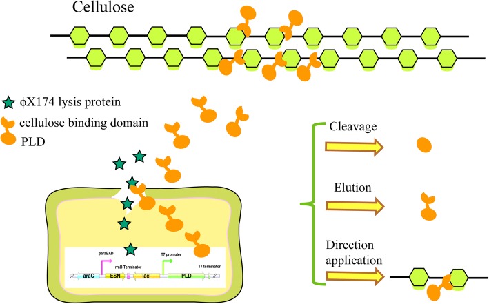 Schematic diagram of the structures of recombinant autolysis expression cassettes and fusion protein immobilization mechanism