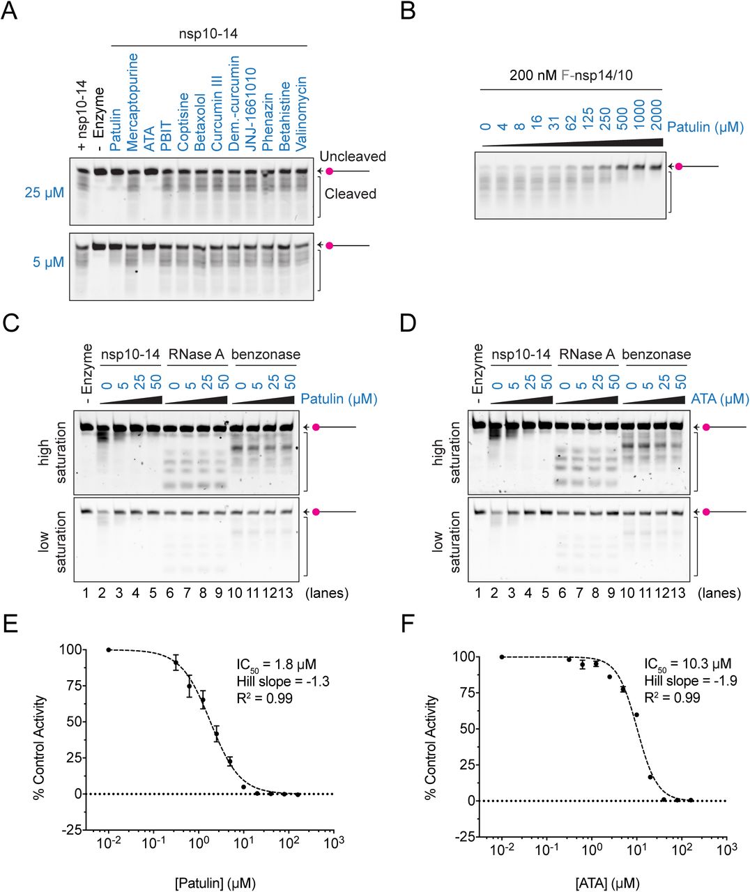 Patulin and aurintricarboxylic acid (ATA) inhibit nsp14/10 nuclease in vitro.A. Nuclease reactions containing 1 nM nsp10-14 fusion protein and 50 nM of Cy5-dsRNA substrate alone or in the presence of 5 µM or 25 µM of each of the 12 top hits (in blue) selected from both HTS screens. Reactions were performed for 5 minutes at RT and visualised by TBE-urea polyacrylamide gels. B. 200 nM co-expressed nsp14/10 complex was pre-incubated with the specified concentration of patulin, and nuclease reactions were performed in the presence of 50 nM Cy5-dsRNA substrate for 5 min and visualised by TBE-urea polyacrylamide gels. C, D. Nuclease reactions containing 1 nM nsp10-14 fusion protein, 0.06 ng/ul RNase A (Qiagen) and 0.5 mU/ul benzonase (Sigma) nucleases and 50 nM Cy5-dsRNA substrate in the presence of 0, 5, 25 or 50 µM patulin (C) or ATA (D). High and low image saturations are shown. E, F. Dose-response curves and IC50 values of patulin (E) and ATA (F). IC50 values were calculated as described in Experimental Procedures. Nuclease activities (slope) for each patulin and ATA concentration were obtained from triplicate kinetic reactions (20 min) in the presence of 0.5 nM nsp10-14 fusion and 50 nM Cy3-substrate (Supplementary Figure S4E, S5F). Patulin and ATA were pre-incubated with nsp10-14 for 10 minutes prior to the addition of the substrate. Graphs represent % of control activity (slope) vs. the log10 of the concentration of patulin or ATA. In E and F, error bars represent standard deviation from the mean.