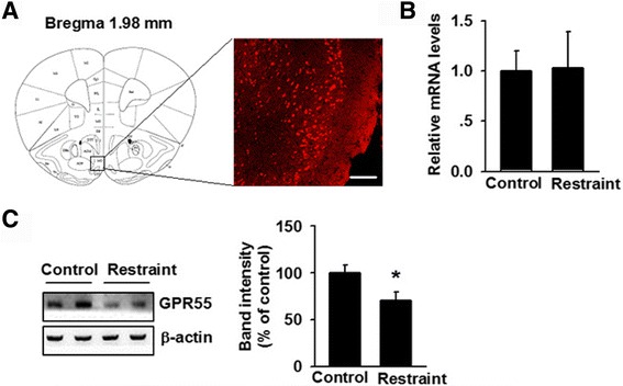 GPR55 expression in the medial orbital (MO) cortex. a Immunohistochemistry images showing GPR55 expression in the MO cortex. Scale bar = 100 μm. b The mRNA level of GPR55 in restraint-stressed mice did not change compared to that in the control group. c GPR55 expression decreased after daily exposure (4 h per exposure) to CRS for 21 consecutive days. *p < 0.05 versus control group. Each group contains 6–8 mice. Data are from three independent experiments