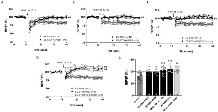 Activation of CB1R, mGluRs and 2-AG are required for MPP-LTD in EE-EtOH. (A) AM251 (4 μM, black circles; Student’s t-test; p > 0.05 vs. baseline; ns = not significant), (B) MPEP (10 μM; black circles; Student’s t-test; p > 0.05 vs. baseline; ns = not significant), and (C) CPCCoEt (50 μM; black circles; Student’s t-test; p > 0.05 vs. baseline; ns = not significant), block MPP-LTD in EE-EtOH (dark grey circles). (D) MPP-LTD (dark grey circles) in EE-EtOH is abolished by THL (10 μM; dark circles; Student’s t-test; p > 0.05 vs. baseline; ns = not significant) and RHC-80267 (100 μM; light grey circles: Student’s t-test; p > 0.05 vs. baseline, respectively; ns = not significant). (E) Summary bars: EE-EtOH + AM251 (n = 6) (4 μM) EE-EtOH + MPEP (n = 6) (10 μM), EE-EtOH + CPCCoEt (n = 11) (50 μM), EE-EtOH + THL (n = 9) (10 μM), EE-EtOH + RHC-80267 (n = 4) (100 μM). Student’s t-test; * p ≤ 0.05; ** p ≤ 0.01; *** p ≤ 0.001 vs. EE-EtOH. Numbers in the bars are individual experiments. Data expressed as mean ± S.E.M.