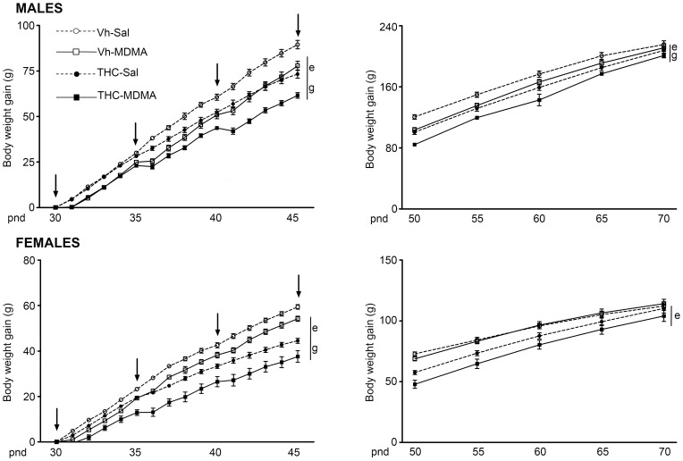 Evolution of body weight gain during the drug administration period (left panels) and following drug withdrawal (right panels).The animals were exposed to increasing doses of THC (2.5, 5 and 10 mg/kg or vehicle) from pnd 28 to 45, and to MDMA (10 mg/kg or saline) twice daily every 5 days from pnd 30 to 45 (see text for details). Body weight was registered daily during the administration period, from pnd 28 to 45, and every five days from pnd 50 to 70 (arrows indicate MDMA/Sal injections). The gain in body weight (in grams, g; mean ± S.E.M.) is expressed as the difference in body weight in males (upper panels) and females (lower panels) on each experimental day, and pnd 30 was established as the reference day. Number of animals per experimental group: males, Vh-Sal (16), Vh-MDMA (14), THC-Sal (16), THC-MDMA (14); and females, Vh-Sal (16), Vh-MDMA (14), THC-Sal (16), THC-MDMA (12). According to a repeated measures ANOVA (P<0.05): (e) significant overall effect of THC within the same sex group; (g) significant MDMA effect within the same sex group.