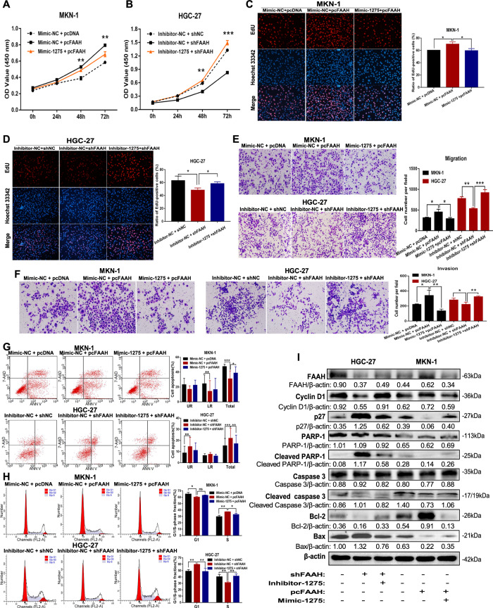 miR-1275 partially reverses the cancer-promoting effects of FAAH.A–D Proliferation of MKN-1 cells co-transfected with miR-1275 (inhibitor or mimic) and FAAH vectors (pcFAAH or shFAAH) was detected by the CCK-8 and EdU assay. The transwell assay was used to detect (E) migration and (F) invasion after co-transfection of miR-1275 and FAAH in MKN-1 and HGC-27 cells. Changes of (G) cell apoptosis and (H) cycle progression after co-treatment with miR-1275 and FAAH plasmids were measured by flow cytometry. I Detection of apoptosis and cycle-related proteins by western blotting. *p < 0.05, **p < 0.01, ***p < 0.001.