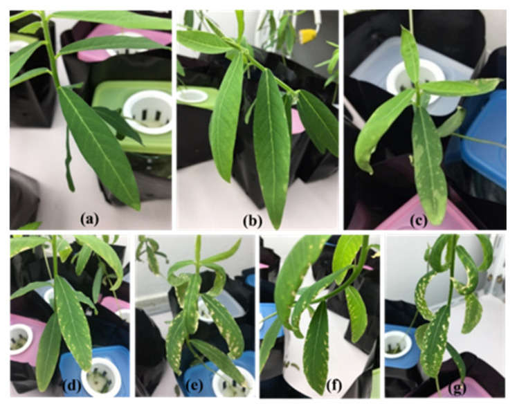 Toxicity in sunn hemp after 4 days of cultivation for carbaryl treatments at 0 mg L−1 (a), 5 mg L−1 (b), 10 mg L−1 (c), after 8 days of cultivation for carbaryl at 5 mg L−1 (d) and 10 mg L−1 (e), after 12 days of cultivation for carbaryl at 5 mg L−1 (f), and 10 mg L−1 (g).