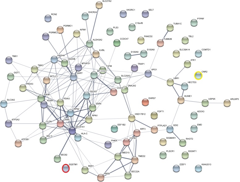 Functional Annotations were used to visualize protein–protein interaction network of 83 identified CB2 interactors by STRING. Illustrated interaction network was determined by text mining, experiments or databases with a minimum required interaction score of 0.400. In this view, the nodes represent proteins and the color saturation of the edges represents the confidence score of data support. CNR2 represents CB2 and SQSTM1 represents p62.