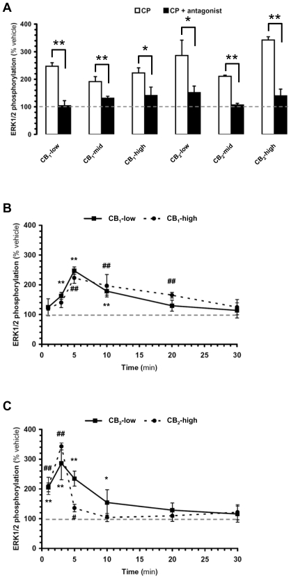 Activation of CB1 and CB2 receptors increases ERK1/2 phosphorylation in all DBT subclones.DBT subclones stably expressing cannabinoid receptors were expanded in 24-well plates, incubated with CP-55,940 (CP, 1 µM), and ERK1/2 phosphorylation quantified by Western blot analysis. (a) CB1- and CB2-expressing subclones were incubated with CP for 5 and 3 min, respectively (white bars). When testing the effect of antagonists, cells were pretreated with SR141716A (5 µM) and SR144528 (3 µM) added 10 min before CP (black bars). (b,c) Kinetics of CP-induced increase in ERK1/2 phosphorylation in CB1-low, CB1-high, CB2-low and CB2-high subclones. Data = mean±s.e.m. of 6–8 independent experiments expressed as % of vehicle (i.e. level of ERK1/2 phosphorylation when treated with vehicle, i.e. 0.1% DMSO. Note that basal ERK1/2 phosphorylation did not vary significantly over time (Figure S1a). In (a), (*) = p<0.05 and (**) = p<0.01 significantly different from the response in the presence of inhibitor, ANOVA followed by Bonferroni's post-test. In (b,c), (*) and (#) = p<0.05, and (**) and (##) = p<0.01 significantly different from vehicle at corresponding time point, ANOVA followed by Bonferroni's post-test.