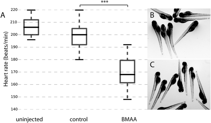 BMAA reduces heart rate, but does not alter larvae phenotype.Zebrafish embryos were injected at the one-cell stage with 4.2 nL (6.5 ng) of BMAA, equivalent volume of solvent control or left un-injected. (A) Box plot of heart rate (beats/min) measured at 3 dpf. Middle line in box represents the median, lower box bound the first quartile, and upper box bound the third quartile. n = 19–37 from two independent experiments, p < 0.001 (B) Un-injected larvae at 4 dpf. (C) BMAA-injected larvae at 4 dpf.