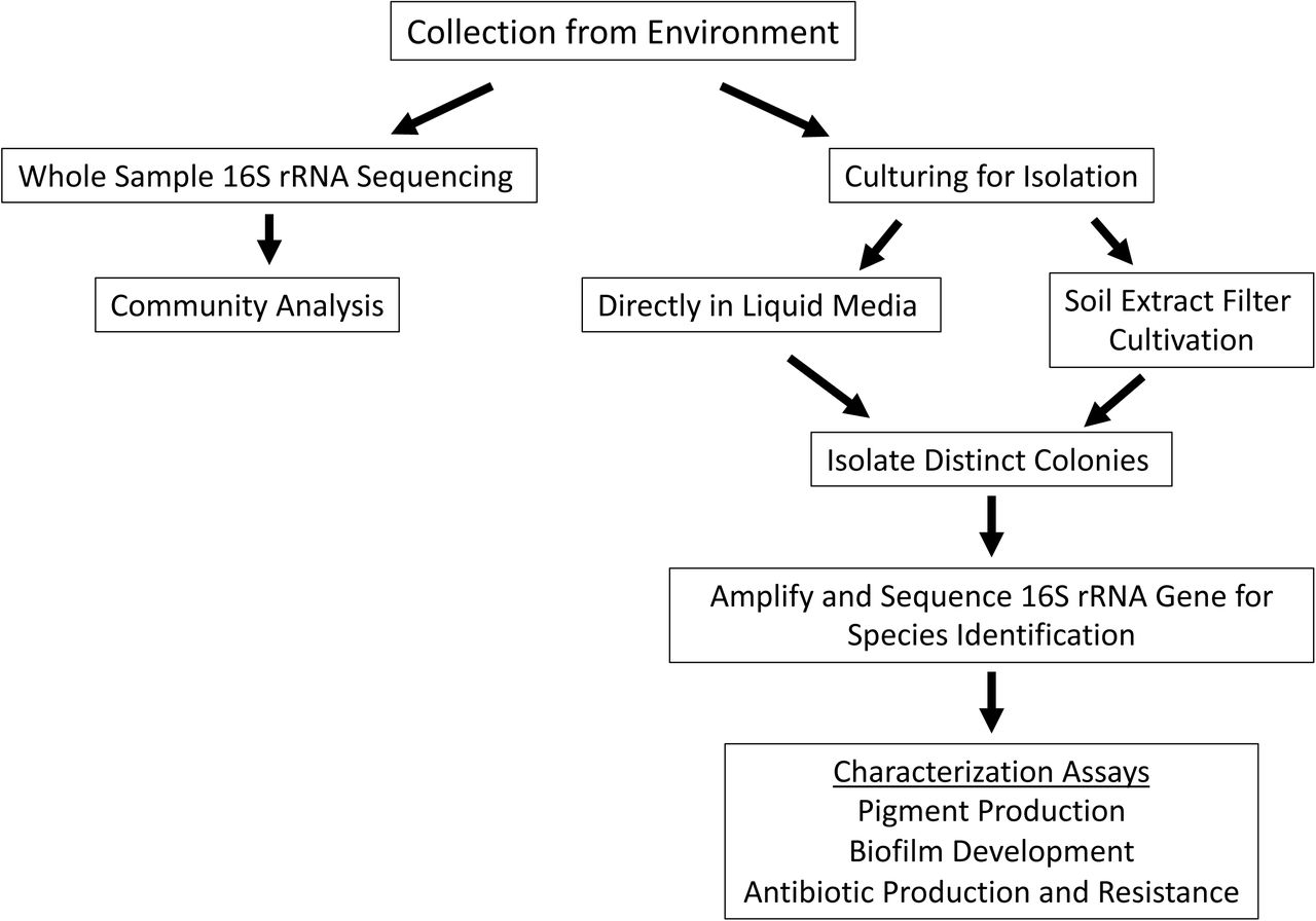 Schematic approach used for sample analysis and colony isolationSamples were collected from locations in Figure 1. Illumina 16S rRNA sequencing was performed on soil samples to directly sequence and characterize the overall microbial ecology. Samples were also cultured to isolate individual bacterial species. This was done by two methods: inoculating the sample directly into culture medium or by scraping concentrated sample from soil extract filter disc and depositing it onto R2 agar plate. Bacterial colony growth was observed, and colonies were isolated until purity. Colony PCR of the 16S rRNA gene was used to identify species of the colony isolates with different morphologies. Colony isolates were then assayed for pigment production, biofilm production, and antibiotic production and resistance.