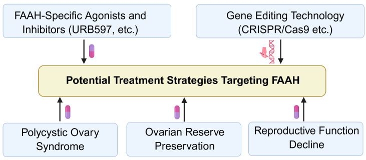 Potential therapeutic strategies targeting FAAH in ovarian disorders. Considering that the role of FAAH in ovarian physiology and pathology still needs further in-depth research, this section mainly focuses on the expression and regulation of FAAH in various tissues and proposes potential targeted FAAH therapy for ovarian diseases. FAAH: fatty acid amide hydrolase. Created by Bio-Render.
