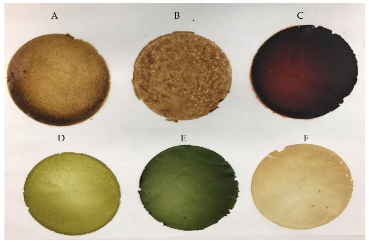 Edible films based on soy protein isolate and oilseed flours (A—SPI_Hempseed; B—SPI_Flaxseed; C—SPI_ Evening_primroseseed; D—SPI_Pumpkinseed; E—SPI_Sunflowerseed; F—SPI_Sesameseed).