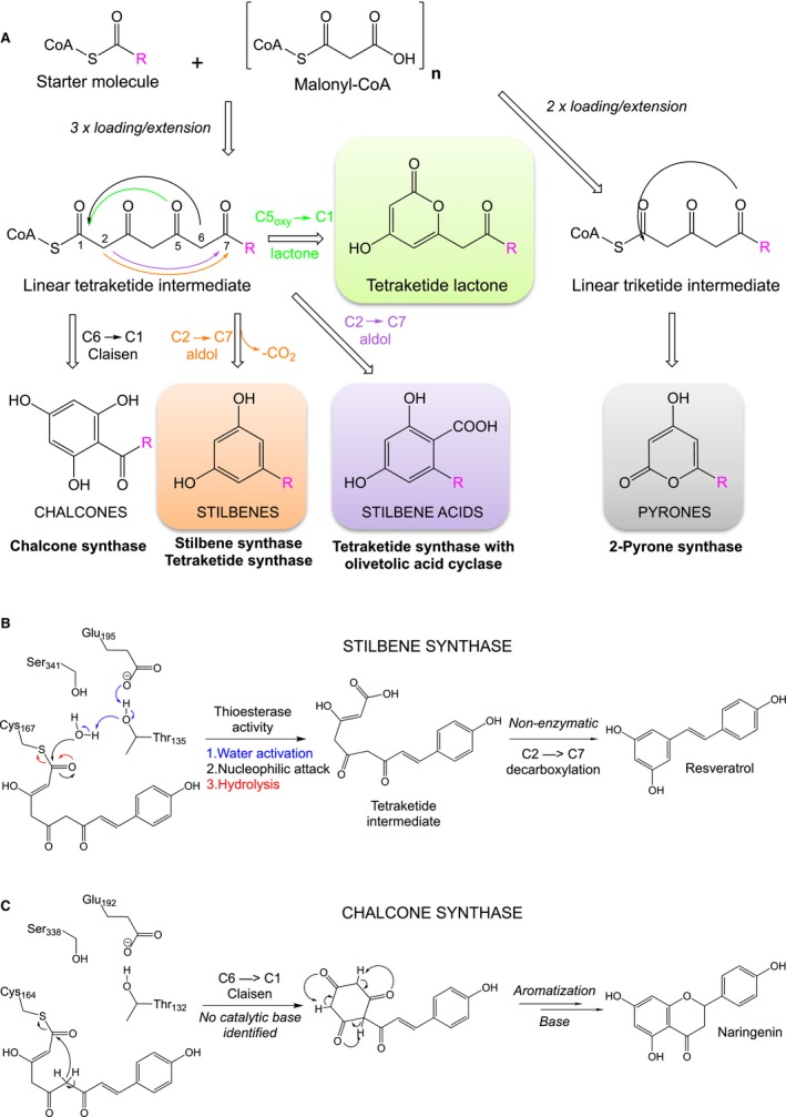 Polyketide synthase type III overview. (A) Schematic overview of the cyclization of linear tetraketide intermediates by type III polyketide synthases. (B) Proposed mechanism of the C1 thioesterase cleavage of the linear tetraketide intermediate from the active site of STS (adapted from 12). (C) Proposed mechanism of naringenin formation by CHS via C6 → C1 Claisen condensation (adapted from 14).