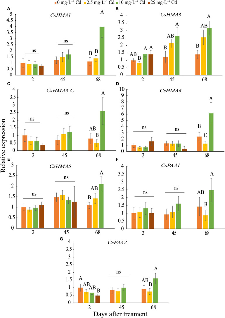 Relative expression ± SE of CsHMA1 (A), CsHMA3 (B), CsHMA3-C (C), CsHMA4 (D), CsHMA5 (E), CsPAA1 (F), and CsPAA2 (G) in roots of plants exposed to 0, 2.5, 10, and 25 mg.L-1 Cd at 2, 45, and 68 d after Cd treatment (DAT). Bars associated with the same letter(s) are not significantly different at P ≤ 0.05 according to Tukey’s HSD all pairwise comparison test. ns, not significant.