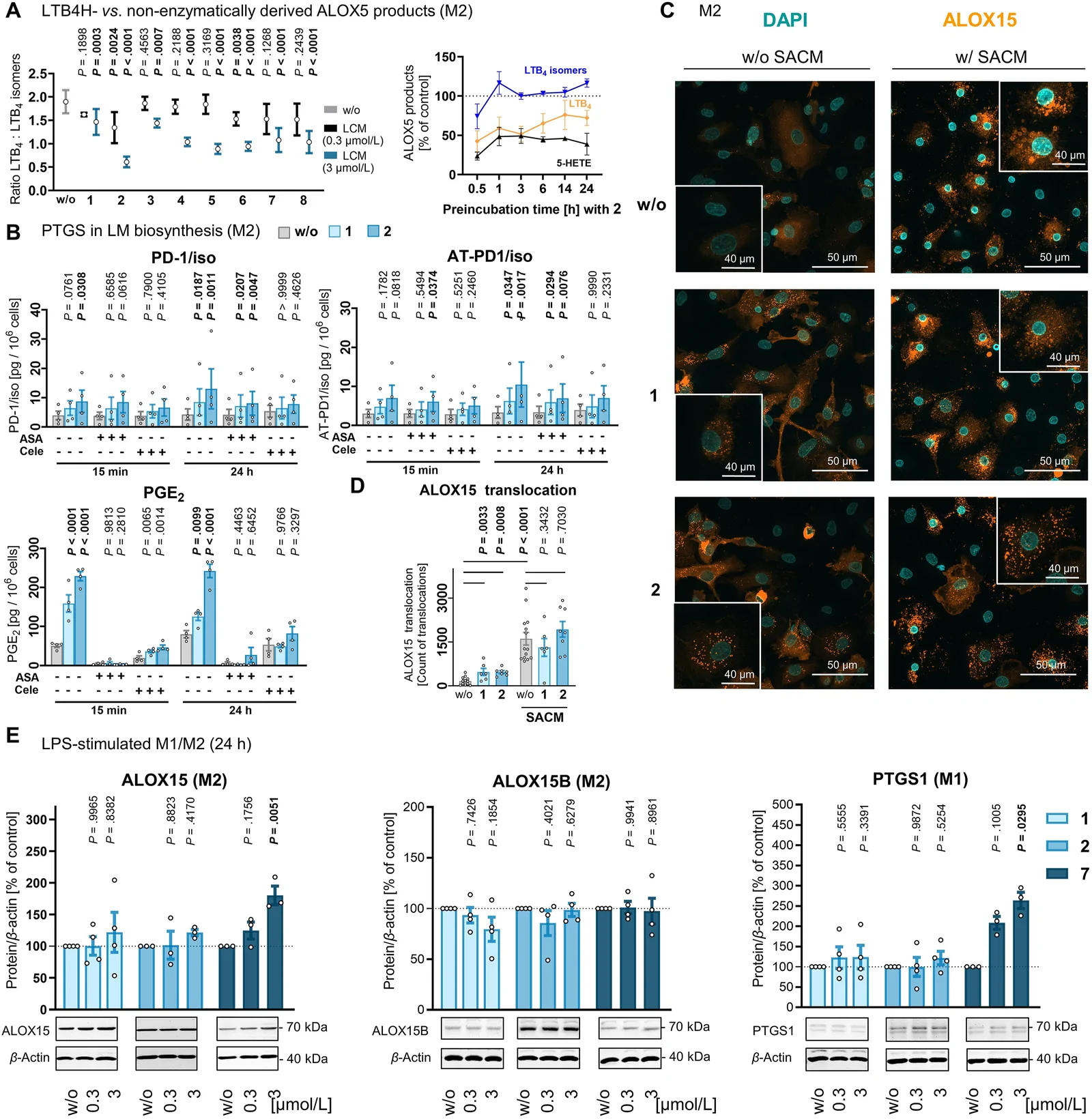 LCMs stimulate the subcellular redistribution of ALOX15. (A) Ratio of leukotriene (LT)B4 to LTB4 isomers in M2-like macrophages (2 × 106) pre-incubated with vehicle (DMSO, 0.1%, ‘w/o’) or LCMs (at 0.3 or 3 μmol/L) for 15 min and stimulated with SACM (1%) for 180 min (left panel). Time-dependent changes in the level of selected ALOX5 products relative to vehicle (right panel) are shown. (B) Contribution of PTGS isoenzymes to the LCM-induced upregulation of PD/iso and PGE2. M2-like macrophages (2 × 106) were pre-incubated with vehicle (DMSO, 0.1%), acetylsalicylic acid (ASA, 500 μmol/L), or celecoxib (‘Cele’, 3 μmol/L) for 15 min or 24 h, then exposed to vehicle (DMSO, 0.1%, ‘w/o’) or LCMs (3 μmol/L) for 15 min, and stimulated with SACM (1%) for 180 min. (C, D) Immunofluorescence staining of ALOX15 in M2-like macrophages pre-incubated with vehicle (DMSO, 0.1%, ‘w/o’) or LCMs (3 μmol/L) for 15 min and then either stimulated with SACM (0.5%, ‘w/SACM’) or left untreated (‘w/o SACM’) for 90 min. The vehicle control is identical to Waltl et al160. (C) Representative immunofluorescence images stained for ALOX15 (orange) and nuclei (DAPI, blue) with zoom window. (D) Number of ALOX15-stained particles automatically counted in 60–120 cells/group from three independent experiments. (E) Protein expression of ALOX15, ALOX15B, and PTGS1 in monocyte-derived macrophages (2 × 106) pre-incubated with vehicle (DMSO, 0.1%, ‘w/o’) or LCMs for 15 min and polarized to M1-like macrophages with interferon-γ and LPS or to M2-like macrophages with interleukin (IL)-4. Mean ± SEM. (A) and single data (B, D, E) from n = 3–4 independent experiments. P values vs. vehicle-treated cells (A, E), vehicle-treated cells in the presence or the absence of a PTGS inhibitor (B), or as indicated by bars (D); repeated measures one-way ANOVAs with Dunnett’s post hoc tests of log data (A, B, E) or two-tailed paired Student t test of log data (D).