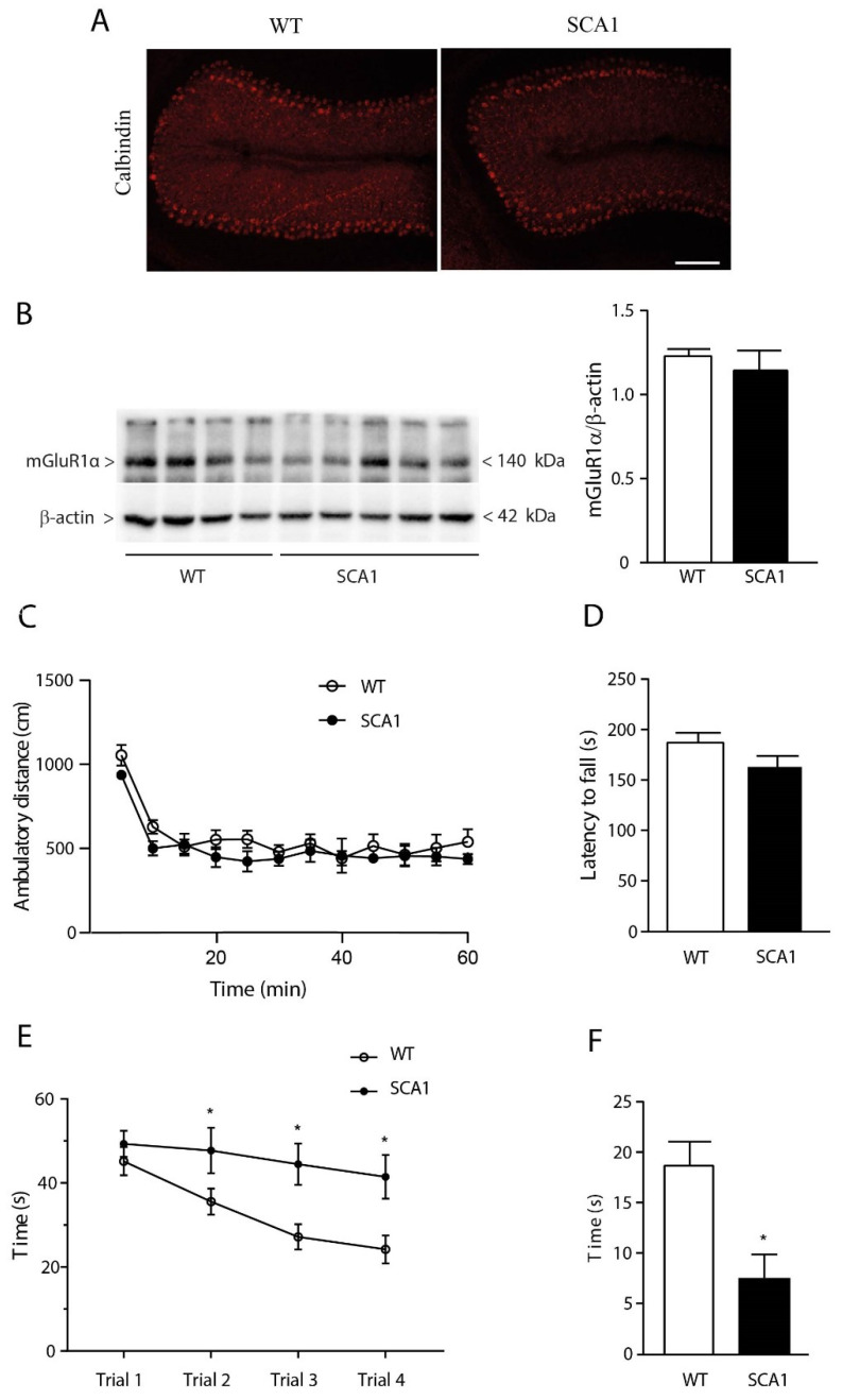 Impaired spatial learning and memory in 8-week-old SCA1 mice showing no cerebellar abnormalities. Calbindin immunostaining of cerebellar Purkinje cells in 8-week-old SCA1 mice and wild-type littermates is shown in (A). Scale bar: 100 µm. Immunoblot analysis of mGlu1α receptors in the cerebellum is shown in (B), where values are means ± S.E.M. of 4–5 mice; motor performance in the open-field apparatus is shown in (C), where values are means ± S.E.M. of 6–11 mice; motor coordination in the rotating rod is shown in (D), where values are means ± S.E.M. of 6–11 mice; spatial learning and memory retention in the two genotypes are shown in (E) and (F), respectively, where values are means ± S.E.M. of 7–13 mice. * p < 0.05 vs. the respective values obtained in wild-type mice. Statistical analysis was performed by two-way ANOVA for repeated measures + Bonferroni test in (E) and Student’s t-test in (F). In (E): genotype, F1,18 = 9.573, p = 0.0063; time, F3,54 = 8.648, p < 0.0001; interaction, F3,54 = 2.035, p = 0.1198; subject, F18,54 = 3.565, p = 0.0002. In (F), t18 = 3.139.