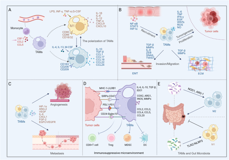 Diagram illustrating the role of tumor-associated macrophages (TAMs) in cancer progression. Panel A shows TAM polarization into M1 and M2 phenotypes. Panel B depicts TAM recruitment and effects on tumor genesis and invasion. Panel C highlights TAM involvement in angiogenesis and metastasis. Panel D indicates how TAMs contribute to an immunosuppressive microenvironment. Panel E illustrates interaction between TAMs and gut microbiota.