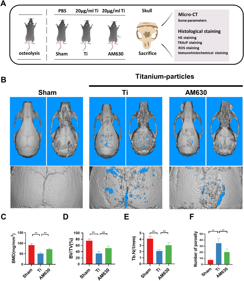 Inhibition of CB2 alleviated cranial bone loss in osteolytic mice.A Schematic diagram of animal modeling intervention. B Representative 3D and 2D reconstruction images of micro-CT. C–F Related bone parameters. n = 7 per group. The data were represented as mean ± SD. Statistical significance was determined by a one-way ANOVA with Tukey’s multiple-comparison test. *P < 0.05, **P < 0.01.