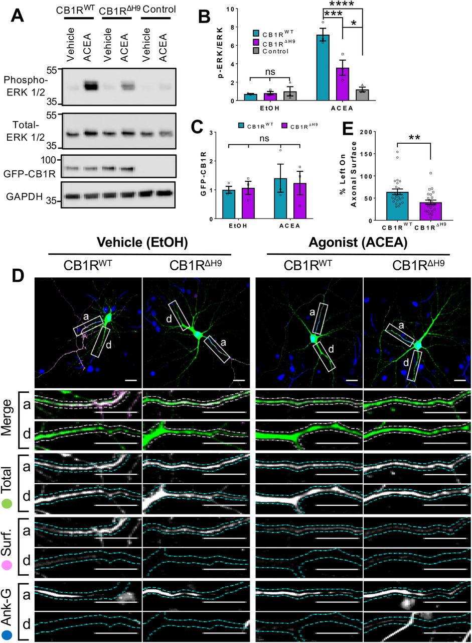 Role of H9 in CB1R signalling and in resisting agonist-induced endocytosis.A) Representative blots showing ERK1/2 phosphorylation in HEK293T cells expressing EGFP-CB1RWT or EGFP-CB1RΔH9 following vehicle (0.1% EtOH) or ACEA (1μM) treatment for 5 minutes. B) Quantification of data shown in (A). Following treatment with ACEA, ERK1/2 was significantly more phosphorylated in EGFP-CB1RWT - and EGFP-CB1RΔH9-transfected cells compared to untransfected cells. However, ERK1/2 activation was significantly reduced in EGFP-CB1RΔH9-expressing cells compared to EGFP-CB1RWT-expressing cells. There was no significant difference in ERK1/2 phosphorylation in vehicle-treated cells. Two-way ANOVA with Tukey’s post hoc test. N = three independent experiments. (ACEA, WT vs. Control: 7.17 ± 0.684 vs. 1.21 ± 0.252; ****p < 0.0001. ΔH9 vs. Control: 3.57 ± 0.825 vs. 1.21 ± 0.252; *p = 0.0150. WT vs. ΔH9: 7.17 ± 0.684 vs. 3.57 ± 0.825; ***p = 0.0007. EtOH, WT vs. ΔH9 vs. Control: nsp ≥ 0.9125). C) Quantification of data shown in (A). EGFP-CB1RWT and EGFP-CB1RΔH9 expressed equally in HEK293T cells. Two-way ANOVA with Sidak’s post hoc test. Three independent experiments. (nsp ≥ 0.9654). D) Representative confocal images of DIV 12 hippocampal neurons expressing EGFP-CB1RWT or EGFP-CB1RΔH9 and treated with vehicle (0.1% EtOH) or CB1R agonist (5μM ACEA) for 3 hours. Upper panels for each condition show whole cell field of view and lower panels are enlargements of axonal (a) and dendritic (d) ROIs. Green = total; magenta = surface; blue = axon marker (Ankyrin-G). Merge: surface to total seen as white. E) Quantification of data represented in (D). Significantly less EGFP-CB1RΔH9 than EGFP-CB1RWT remained on the surface of axons after agonist application, indicating greater sensitivity to agonist-induced internalisation. The surface mean fluorescence was first normalised to the total mean fluorescence for each ROI, then to the average axonal EtOH value within a condition (set to 100%). Unpaired t-test. N = three independent experiments; n = 23-24 neurons per condition. (WT vs. ΔH9: 64 ± 6.42 vs. 40.6 ± 4.87; N = 3, n=24 vs. N = 3, n=23; **p = 0.0059).