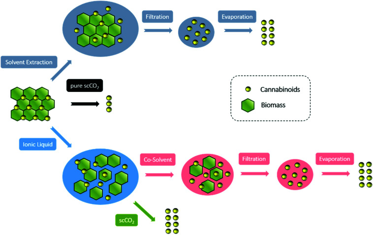 Conceptualization for the comparison of work up steps and yields of cannabinoids extraction techniques.