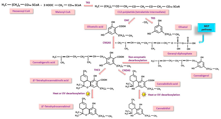 Polyketide pathway (PK) of cannabinoids biosynthesis in Cannabis sativa. One of the precursors, geranyl-diphosphate is a compound formed in both MEP and MV pathways. TKS—tetraketide synthase; OAC—olivetolic acid cyclase; CNGAS—cannabigenolic acid synthase; THCS—tetrahydrocannabinoid synthase; CNDAS—cannabidiolic acid synthase.