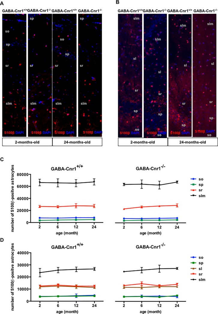 Representative photomicrographs of s100β-immunopositive astrocytic soma in the hippocampal CA1 (A) and CA3 (B) layers from 2- and 24-months-old GABA-Cnr1+/+ (right panel) and GABA-Cnr1−/− (left panel) mice. The width of the panels is 100 μm. (so) stratum oriens, (sp) stratum pyramidale, (sl) stratum lucidum, (sr) stratum radiate, (slm) stratum lacunosum-moleculare. Spatial distribution of the total number of s100β-immunopositive astrocytic soma in the CA1 (C) and CA3 (D) regions of the hippocampus in 2-, 6-, 12- and 24-month-old GABA-Cnr1-/- and GABA-Cnr1+/+ littermates (n = 3 per age and genotype). Symbols indicate mean values and error bars standard error of means.