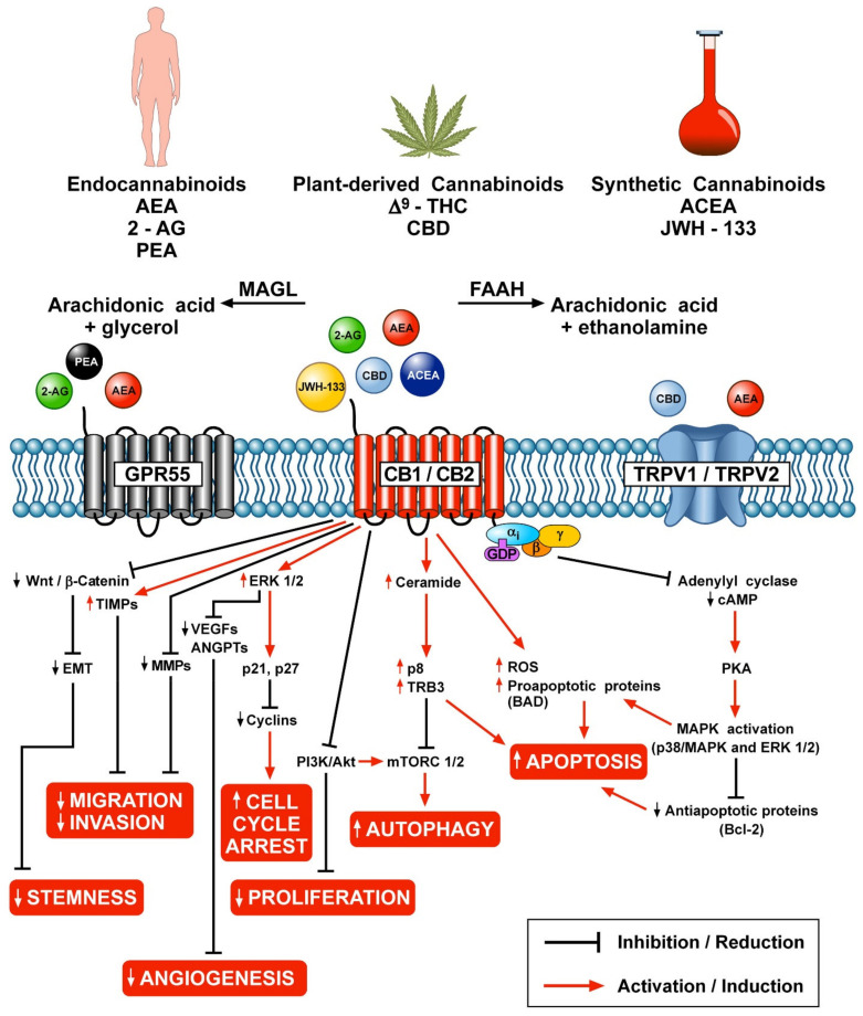 Schematic representation of the potential anticancer effects of endocannabinoids, phytocannabinoids and synthetic cannabinoids through the activation of CB1/CB2, GPR55 and TRPV1/TRPV2 receptors.
