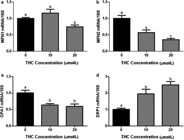 Mitochondrial fusion and fission transcripts in differentiated BeWo cells are altered following exposure to THC. Summary histograms shown of relative MFN1 (a), MFN2 (b), OPA1 (c), and DRP1 (d) transcript expression in each treatment group were normalized to 18S, and then compared to the gene in the vehicle control group. Significant differences were determined by a one‐way ANOVA, followed by a Bonferroni post hoc test. Data are presented as means ± SEM (n = 3). Different letters denote significant differences among control and treated groups at p < .01 (a); p < .001 (b–d)