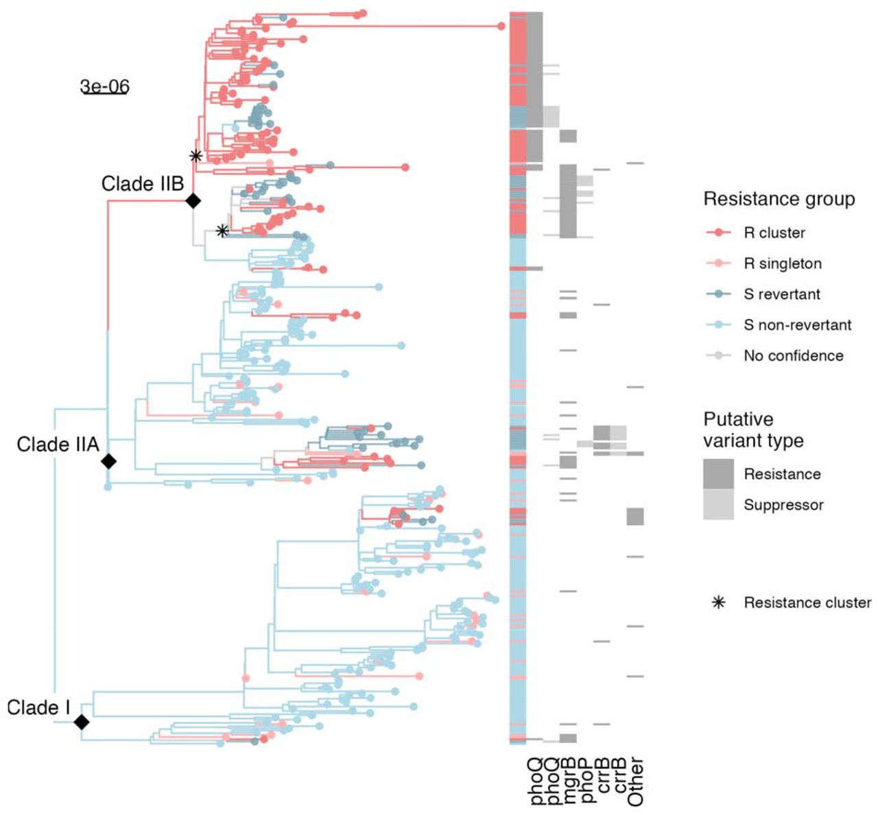 Distinct resistance evolution patterns exist in different CRKP ST258 sublineages.Clade IIB exhibits extensive dissemination of resistance variants, as well as several putative reversion events, while the other clades contain sporadic and less transmitted resistance variants. Each grey column of the heatmap is a gene, where all variants of a given type (resistance in dark grey, suppressor in light grey), are grouped for clarity. See Fig S5 for more details on individual variants. The asterisks indicate the 2 clade IIB resistance clusters mentioned in the text. Scale bar is in substitutions per site per year. R=resistant; S=susceptible.