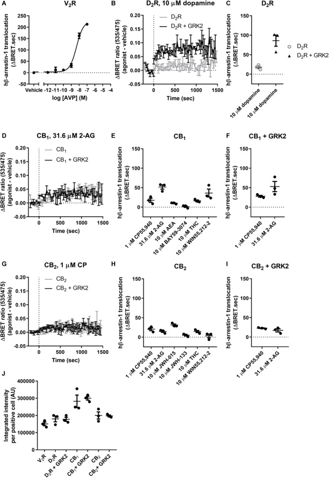 hβ-Arrestin-1 translocation to V2R, D2R, CB1, and CB2. (A) hβ-Arrestin-1 translocation to V2R stimulated with AVP. (B) ΔBRET ratio curves of hβ-arrestin-1 translocation to D2R with or without co-expressed GRK2 stimulated with 10 μM dopamine. (C) AUC quantification of translocation to D2R with or without co-expressed GRK2 stimulated with 10 μM dopamine as shown in B. (D) ΔBRET ratio curves of hβ-arrestin-1 translocation to CB1 with or without co-expressed GRK2 stimulated with 31.6 μM 2-AG. (E) AUC of hβ-arrestin-1 translocation to CB1 stimulated with 1 μM CP55,940, 31.6 μM 2-AG, 10 μM AEA, 10 μM BAY, 10 μM THC, and 10 μM WIN55,212-2. (F) AUC of hβ-arrestin-1 translocation to CB1 with co-expressed GRK2 stimulated with 1 μM CP55,940 and 31.6 μM 2-AG. (G) ΔBRET ratio curves of hβ-arrestin-1 translocation to CB2 with or without co-expressed GRK2 stimulated with 1 μM CP. (H) AUC of hβ-arrestin-1 translocation to CB2 stimulated with 1 μM CP55,940, 31.6 μM 2-AG, 10 μM JWH-015, 10 μM JWH-133, 10 μM THC, and 10 μM WIN55,212-2. (I) AUC of hβ-arrestin-1 translocation to CB2 with co-expressed GRK2 stimulated with 1 μM CP55,940 and 31.6 μM 2-AG. (J) Receptor expression of V2R, D2R, D2R+GRK2, CB1, CB1+GRK2, CB2, and CB2+GRK2 in cells used in experiments (A–G). Receptor expression was quantified in cells positive for expression by ICC. Error bars represent ±standard deviation of representative data with three technical replicates (A, B, D, G) or standard error of the means from three independent biological replicates (C, E, F, H, I, J).