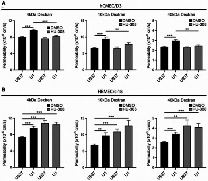 Effect of CB2R agonist HU-308 on hCMEC/D3- and HBMEC/ci18-containing BBB permeability.Endothelial cell permeability to 4, 10 and 40 kDa in multicellular BBB cultures containing A) hCMEC/D3 or B) HBMEC/ci18 endothelial cells, 24 hrs following the addition of control U937 conditioned medium or U1 latent HIV-conditioned medium, in presence of DMSO or 10 μM HU-308. Data are expressed as mean of values obtained from 3 independent experiments ± SEM. *p<0.05, **p<0.01, ***p<0.001 for indicated comparisons.